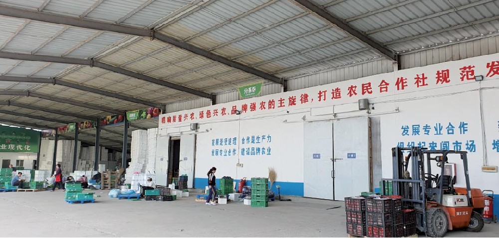 山东寿光，我们发现了新时代农业追梦人